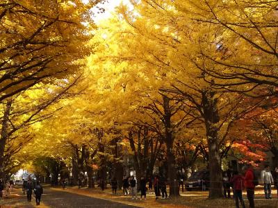 紅葉の札幌・小樽を歩く