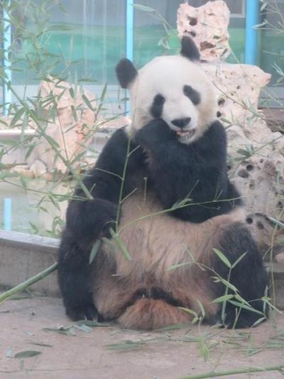 中国　「行った所・見た所」　天津のパンダがいる天津動物園を見物しました
