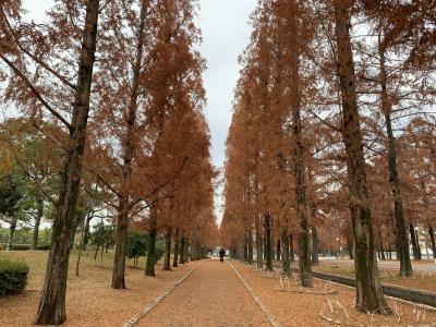 初冬の花博・鶴見緑地はひなびた散歩にぴったり
