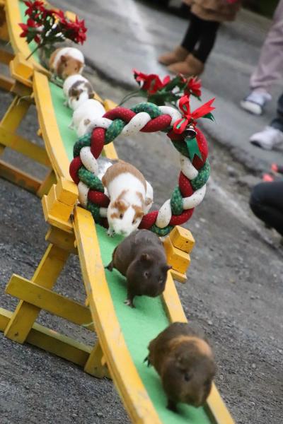 クリスマスリースのお帰り橋の智光山公園こども動物園～こちらもゆず湯カピバラ＆総勢８頭のコツメカワウソ大活躍＆来年の干支のカレンダーゲット