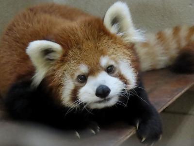 茶臼山動物園　ロン君に会いに行くイベントに参加！！ まさかチャオ王子にリンゴをあげれるなんて！！