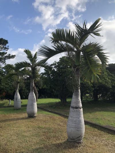 ダイアモンドプリンセス号で立ち寄り宮古島