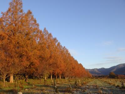 2019年　神の島 竹生島とメタセコイア紅葉並木道