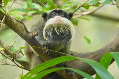 動物ずくめのシンガポールひとり旅 4 リバーサファリ 続・アマゾンの部