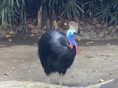 バリ島の動物園