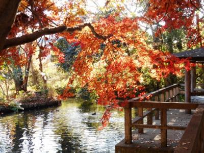 晩秋の日野、黒川清流を歩く