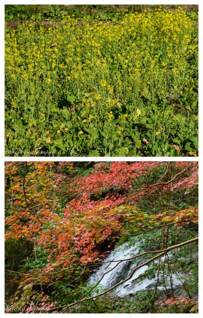 老人ホーム慰問のついでに南伊豆一泊旅行（１）南伊豆は春と秋が同居していた！