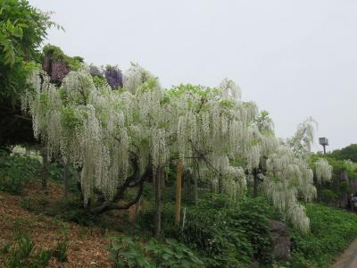 横須賀しょうぶ園で満開の藤の花