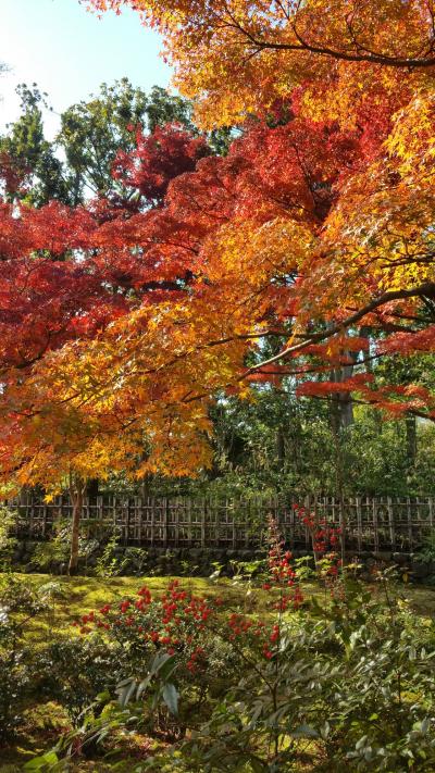 京都に行かなくても万博公園で紅葉が満喫できた
