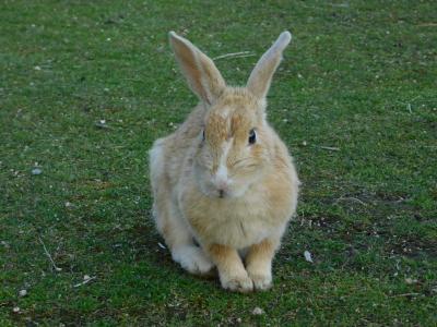 ウサギさんのみならずツバメさんも飛び回っていたウサギ島！