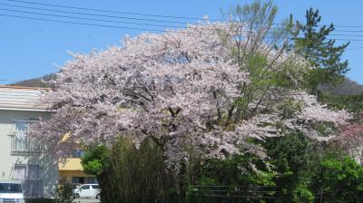 【2019年サクラを追いかけて】