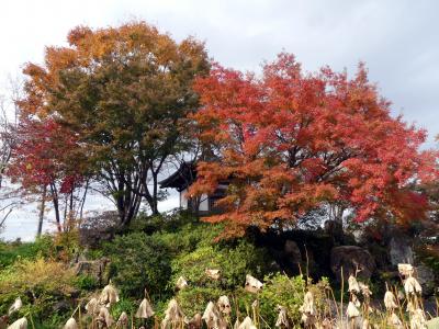 「常楽寺」の紅葉_2019_11月25日、わずかに残ってはいましたが、見頃は過ぎていました（群馬県・太田市）