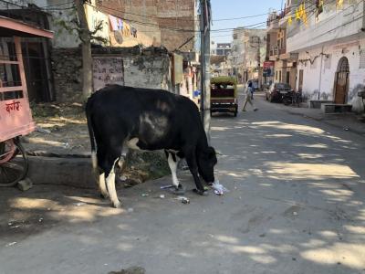 初インド①～デリーで大気汚染突入と、寒バスで宝石の街ジャイプールへ～