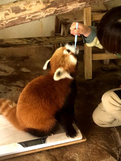 平川動物公園　驚嘆！！ 誘導トレーニング、体重測定、ブラッシング、歯磨きトレーニングを可能にする信頼関係・・・進化する飼育技術を目撃！！