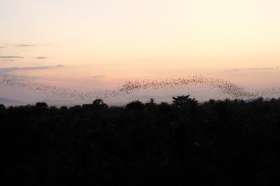 カンボジア＆ラオス＆タイ旅行⑤　バッタンバン編　バス旅＆コウモリの洞窟＆サンセット