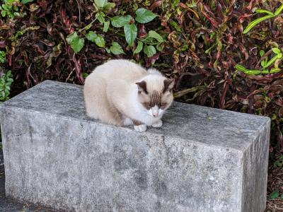 沖縄旅行～那覇で美味しいもの巡り④～