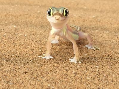 アフリカ旅行記・野生動物と大自然に触れる旅（その６：スワコプムンド）