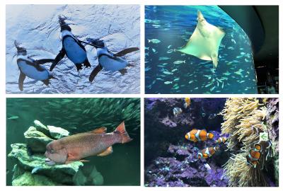 空飛ぶペンギンと水族館の仲間たち♪