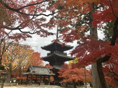 京都、奈良で紅葉狩り