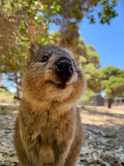 2019-2020年越し④パース6泊8日の旅☆5日目～ロットネスト島へ！クォッカとエメラルドグリーンの海　インターコンチネンタルパース