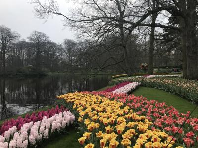 憧れのチューリップ畑！キューケンホフ公園でメルヘンデート　アムステルダム⑤