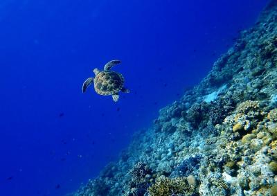 夏の慶良間諸島・座間味ダイビング旅　