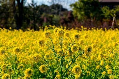 大神ファームの菜の花　2020