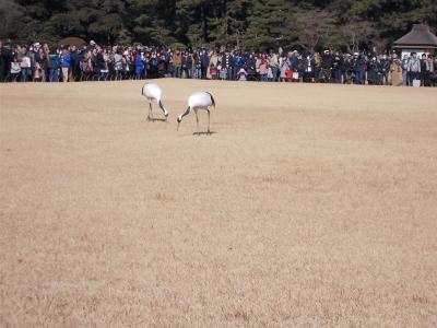 岡山後楽園 新春のタンチョウヅル放鳥