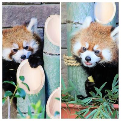 新春2020静岡レッサーパンダ遠征（４）浜松市動物園（前編）レッサーパンダ特集：去年生まれのアラタちゃんミライくん＆キララママとチイタパパ