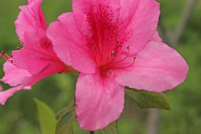 山吹、霧島つつじ、牡丹、藤の花