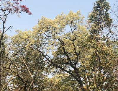 沙羅の花がみだれ咲くヴァルディア・バンケ国立公園の春