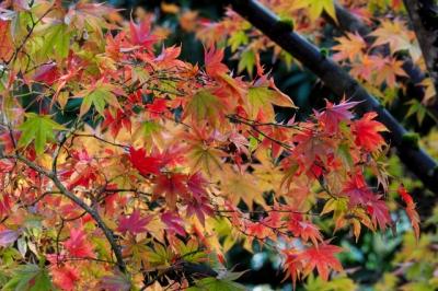 秋の北東北めぐり、最終日&#12316;弘前・青森編&#12316;