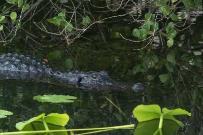 エバーグレーズ国立公園周辺に関する旅行記 ブログ フォートラベル アメリカ Everglades National Park