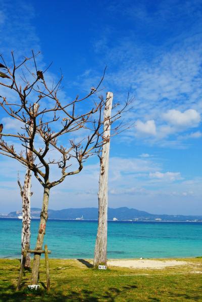 12月の沖縄旅、初ハレクラニと今帰仁村。