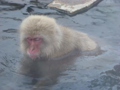 温泉に入るお猿さんに会いに、地獄谷野猿公苑へ　＋長野灯明まつり