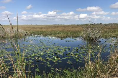 エバーグレーズ国立公園周辺に関する旅行記 ブログ フォートラベル アメリカ Everglades National Park エバーグレーズ国立公園周辺に関する旅行記 ブログ フォートラベル アメリカ Everglades National Park