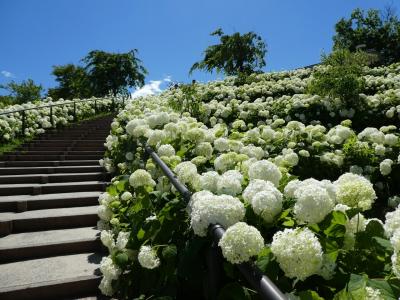 夏のお台場は花盛り。