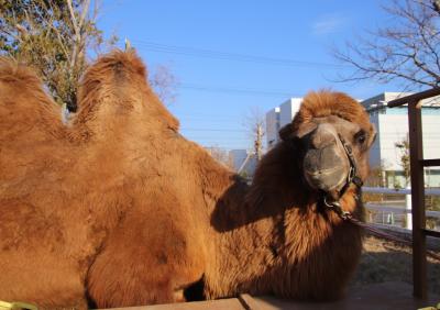 モロッコまで行かなくても駱駝に乗れる神戸どうぶつ王国