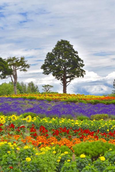 夏の富良野、美英の旅①