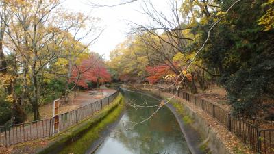 京都紅葉八景（６）山科のびわ湖疏水沿いを歩く