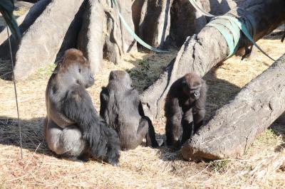 お正月の上野動物園