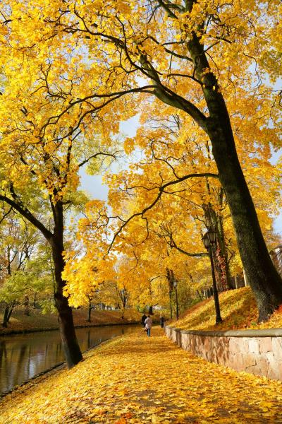 秋のバルト三国 ひとり旅 【13】リガ ピルセータス運河で紅葉狩り~旧市街 街歩き編