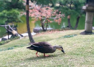 清澄白河ひとり散歩