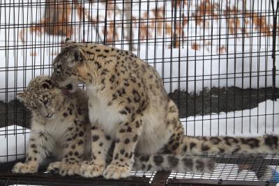 冬の旭山動物園　ペンギンのお散歩とユキヒョウの赤ちゃん