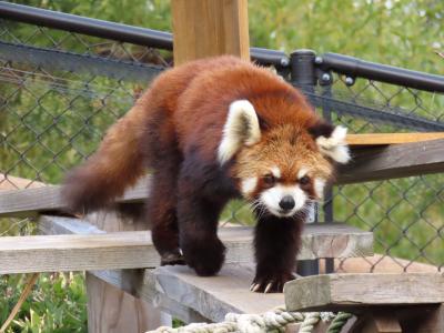 かみね動物園　アクティブなベテランとアンニュイな若手・・・とても対照的な２組の神峰レッサー