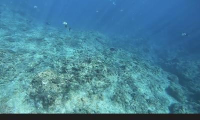 毎年恒例の家族旅行 ７歳３歳と行く冬休み沖縄  -その３-