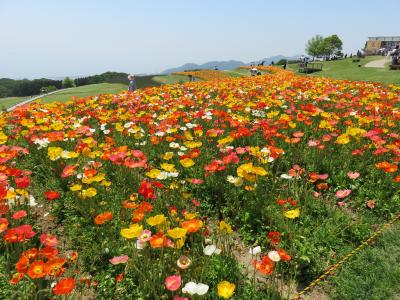 淡路島　花とはも