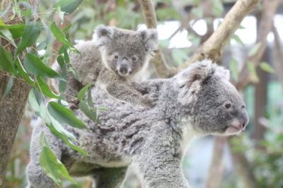 新春2020年・埼玉こども動物自然公園（午前編）コアラのトリプル赤ちゃんに会いたい～エサやりヤギやなかよしコーナーからオーストラリアの鳥まで