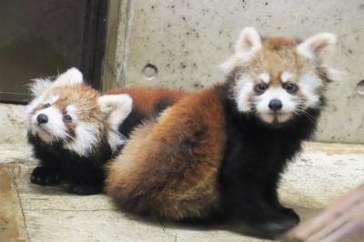 新春2020年・埼玉こども動物自然公園（午後編）レッサーパンダ特集＆カピバラ温泉からペンギンヒルズやマヌルネコ＆動物イルミネーション再び