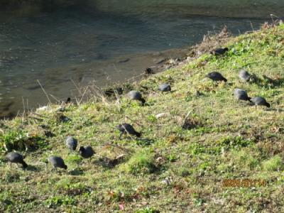 柏の大堀川・野鳥のオオバン振る舞い・2020年